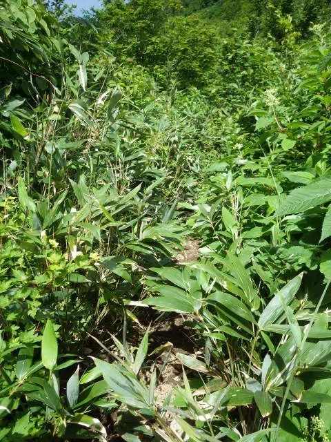 やぶこぎ やぶこぎ