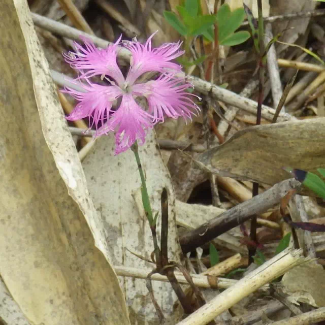 カワラナデシコ