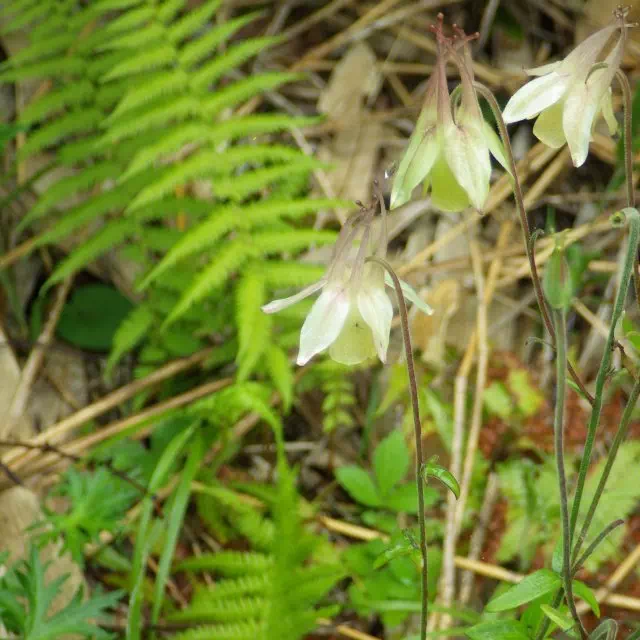 キバナノヤマオダマキ