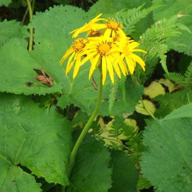 マルバダケブキ