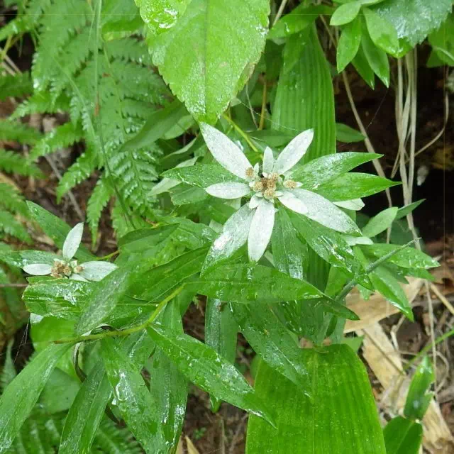 ミネウスユキソウ