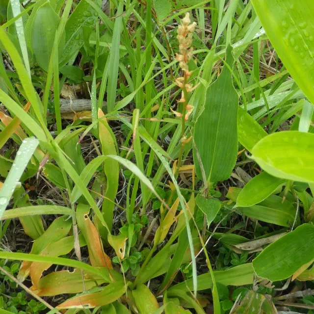 ネバリノギラン