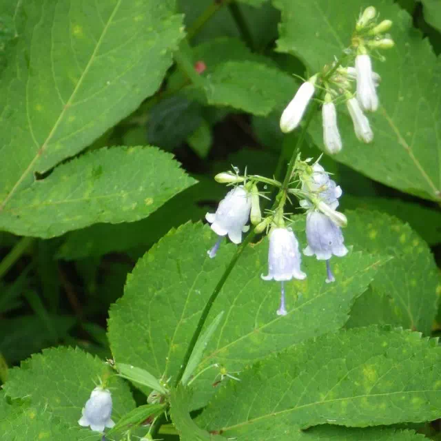 ツリガネニンジン