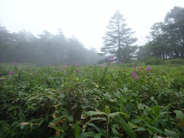 ヤナギラン群生