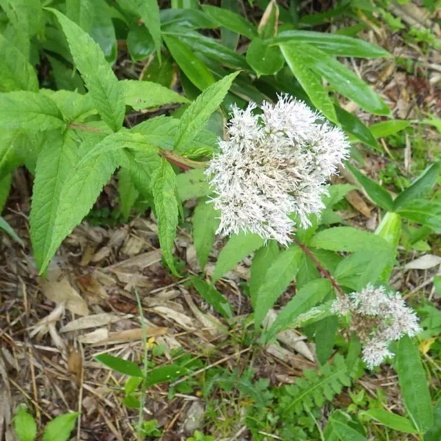 ヨツバヒヨドリ