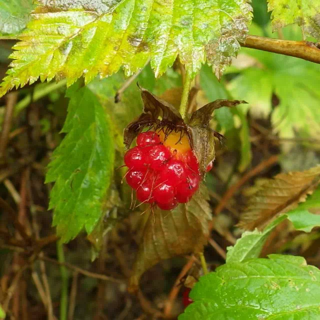 ベニバナイチゴ