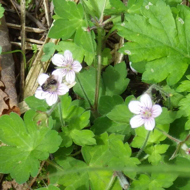 ゲンノショウコ