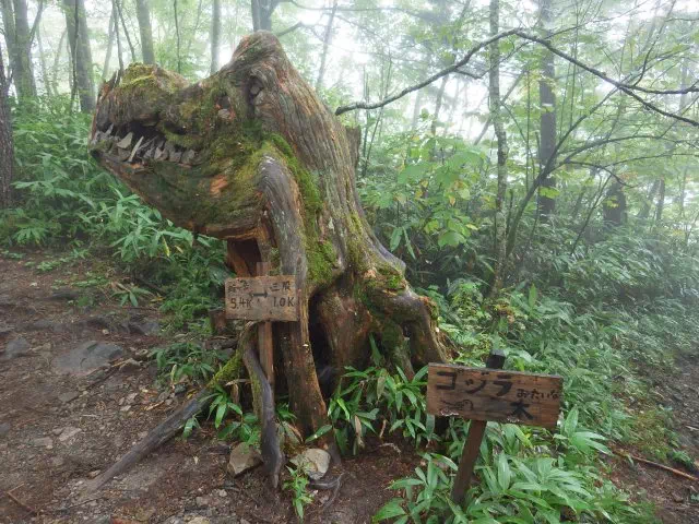 ゴジラの木 ゴジラの木