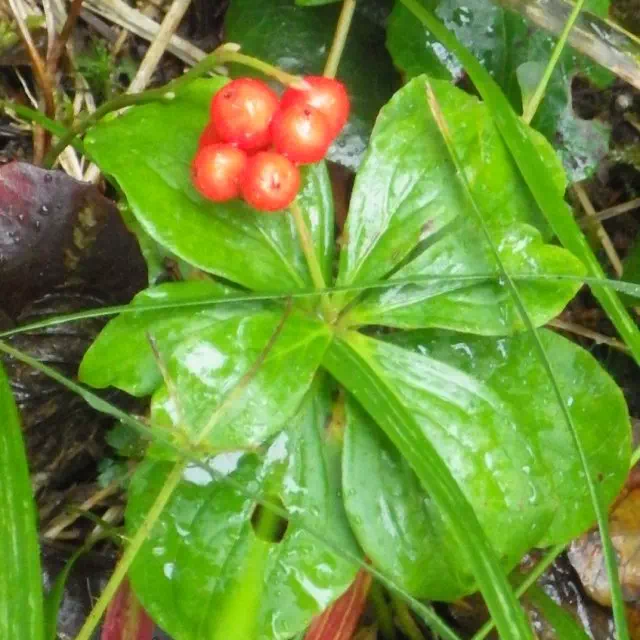 ゴゼンタチバナ