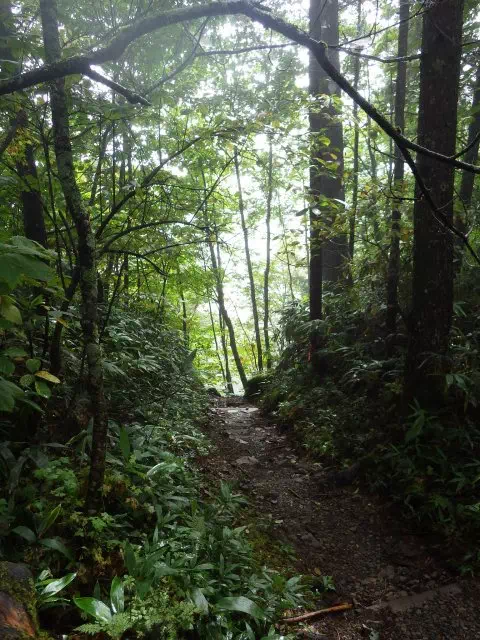 水場への下り 水場への下り