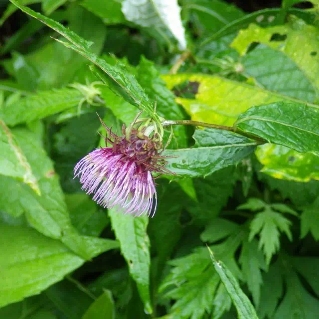 ノリクラアザミ