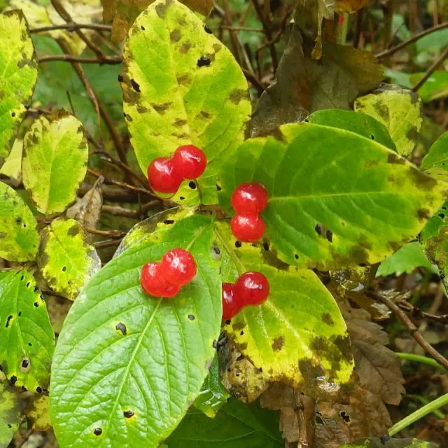 オオヒョウタンボク