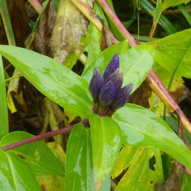 オヤマリンドウ