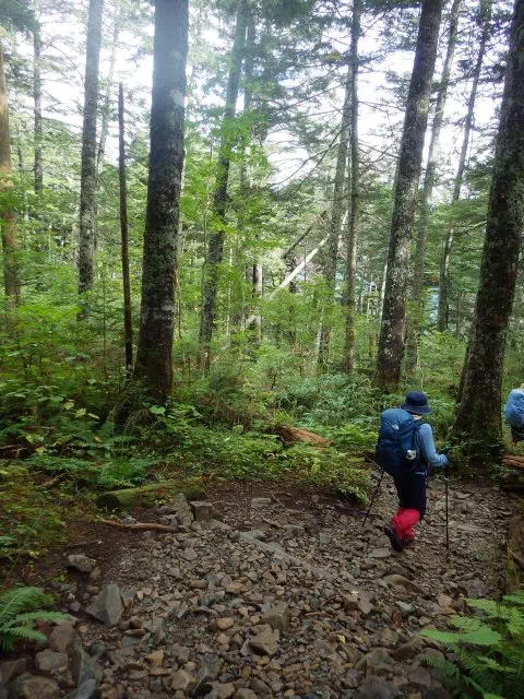 シラビソの森 シラビソの森