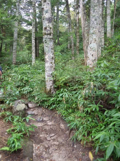 しらびそ林 しらびそ林