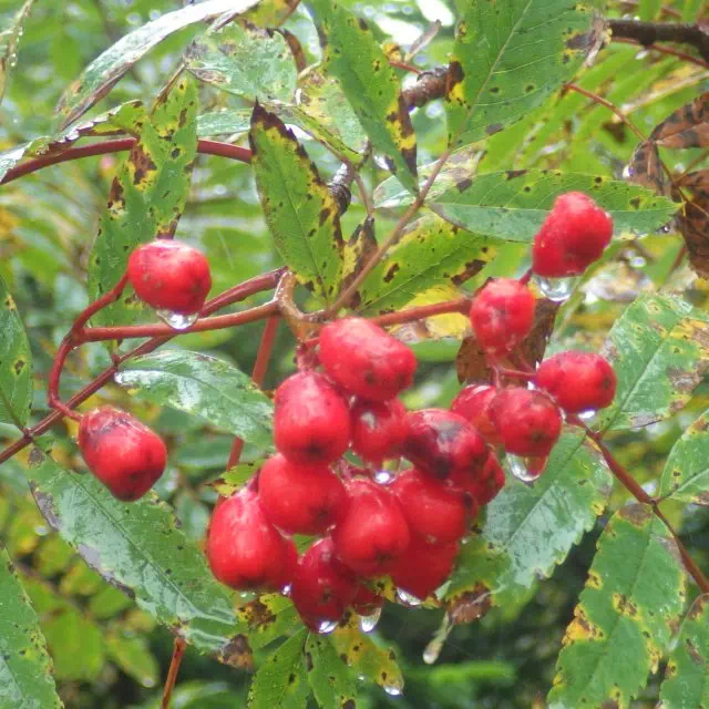 ウラジロナナカマド