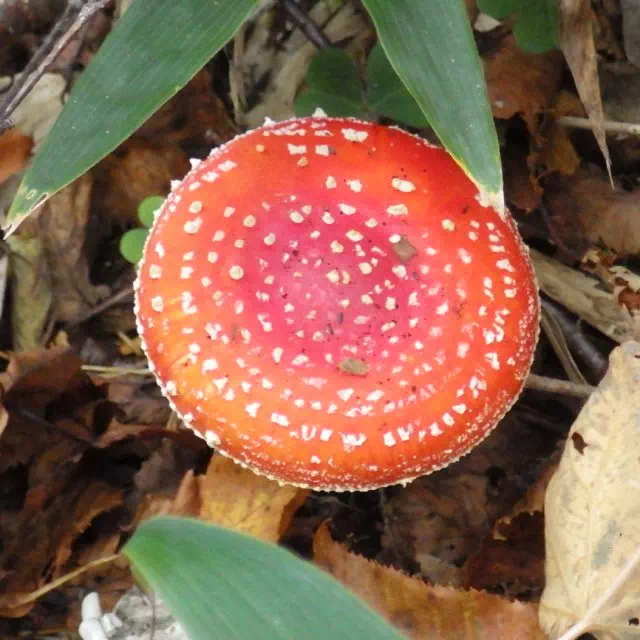 ベニテングダケ ベニテングダケ