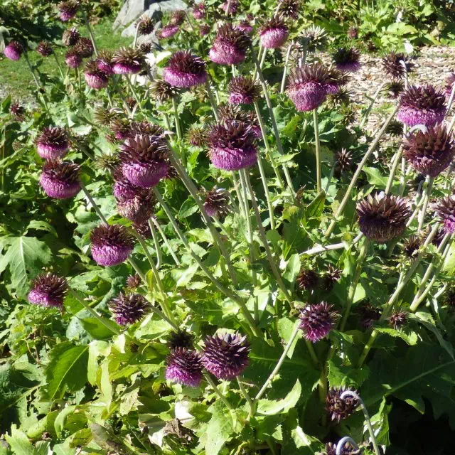 フジアザミ フジアザミ