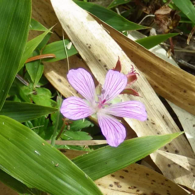 ハクサンフウロ