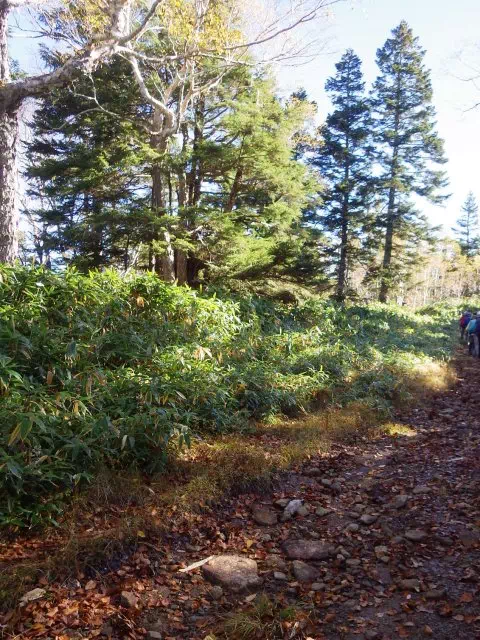 林間コース登り 林間コース登り