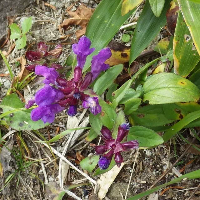 タテヤマウツボグサ