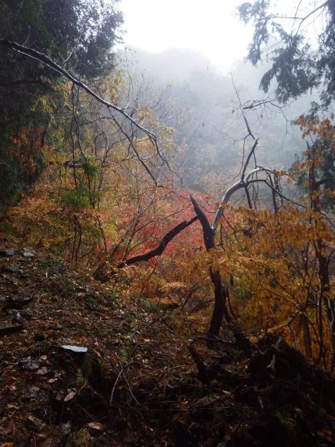 紅葉の道 紅葉の道