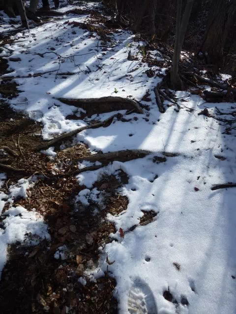 残雪の道 残雪の道
