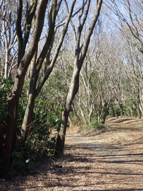 ハイキングコース道