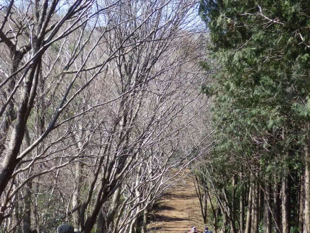 ハイキングコース道