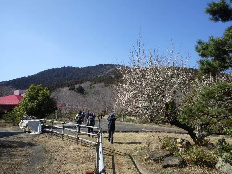 白梅と吾国山