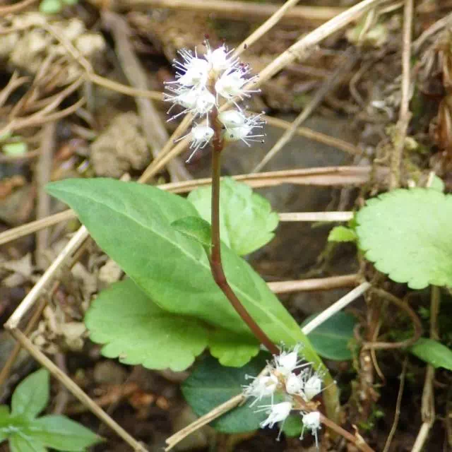 ハルトラノオオ