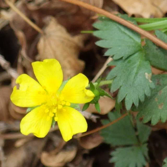 ミツバツチグリ