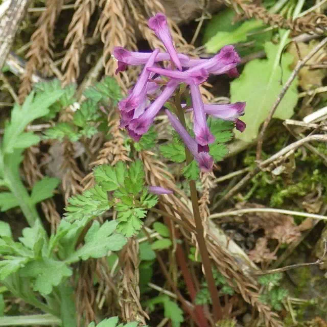 ムラサキケマン