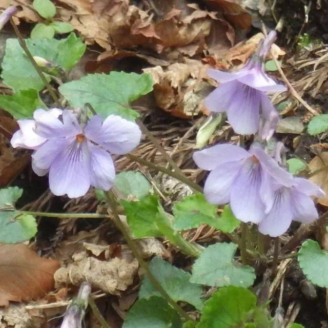 タチツボスミレ