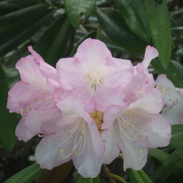 アズマシャクナゲ アズマシャクナゲ