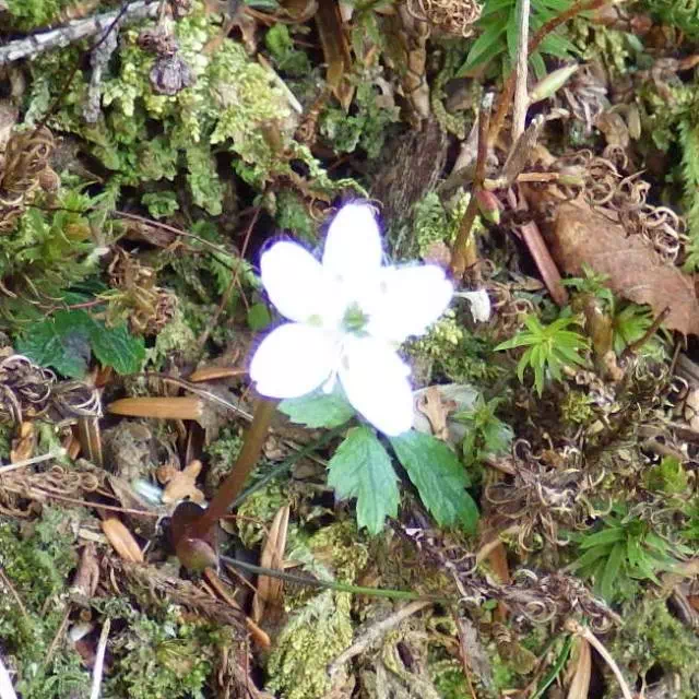 バイカオウレン バイカオウレン