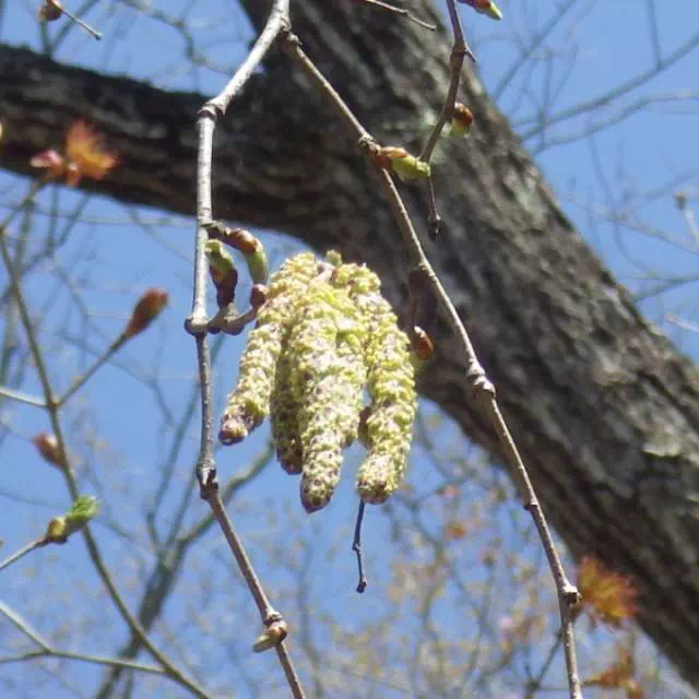 ダケカンバ ダケカンバ