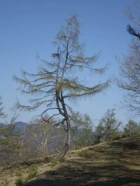 ダンシングツリー ダンシングツリー