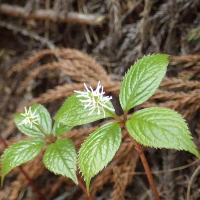 ヒトリシズカ ヒトリシズカ
