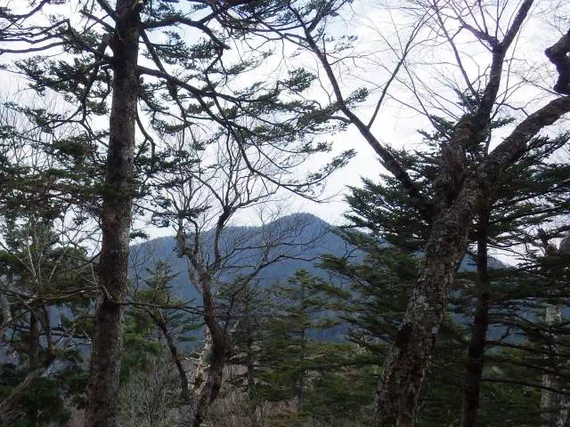 樹間の雲取山 樹間の雲取山