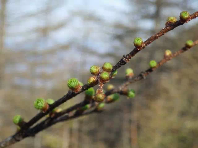 唐松芽吹き 唐松芽吹き