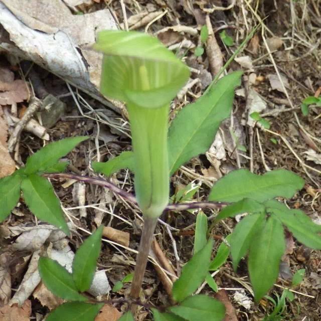 コウライテンナンショウ コウライテンナンショウ