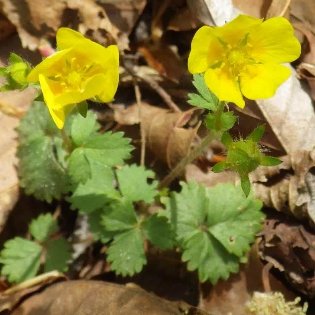 ミツバツチグリ ミツバツチグリ