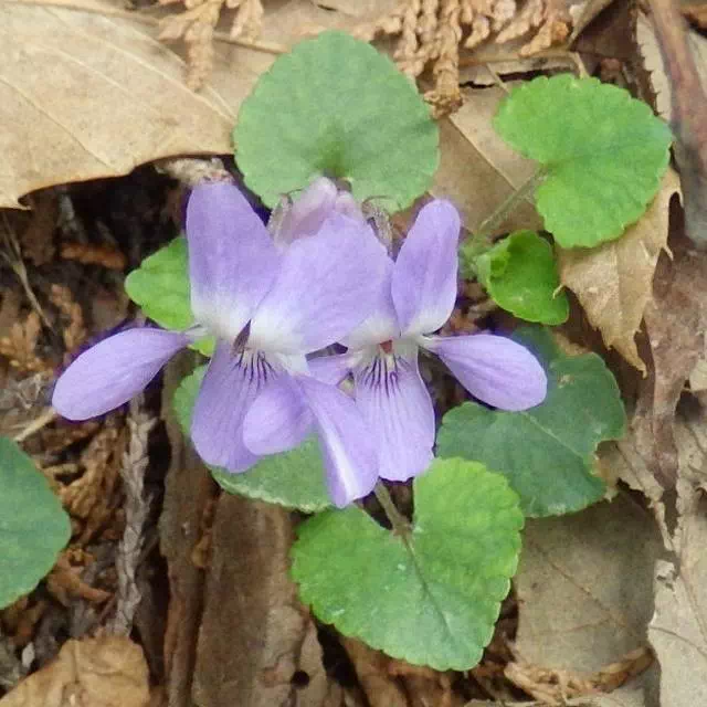 タチツボスミレ タチツボスミレ