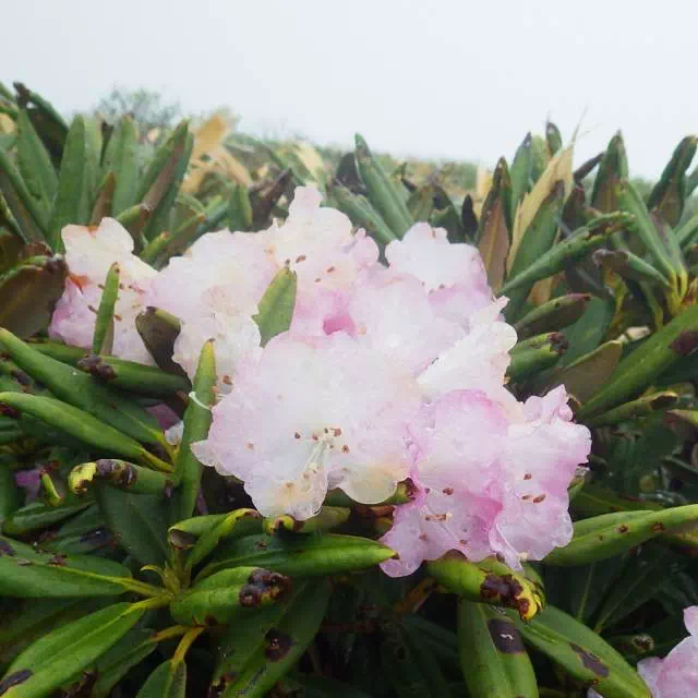 アズマシャクナゲ