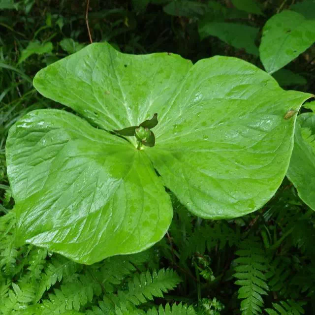 エンレイソウ エンレイソウ