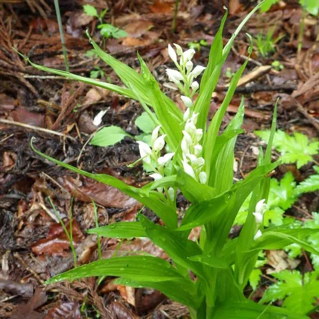 ギンラン ギンラン