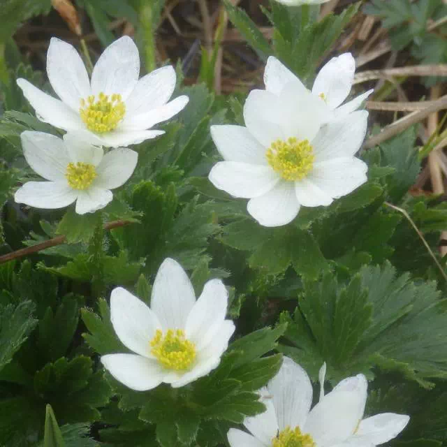 ハクサンイチゲ