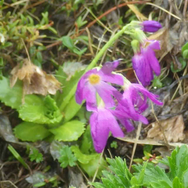 ハクサンコザクラ