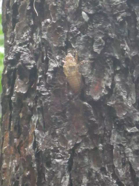 春蝉抜け殻 春蝉抜け殻